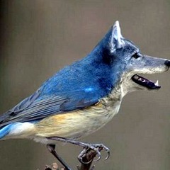 Bird Doggin'