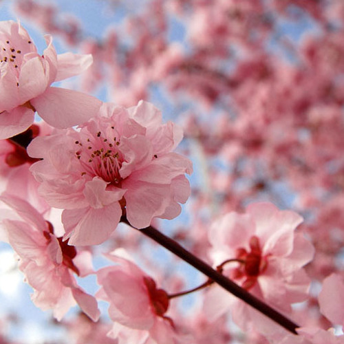 Stream Sakura Nagashi 桜流し 宇多田ヒカル Quiet Version Sam Yung Ft Yabisi By Sam Yung Listen Online For Free On Soundcloud Stream Sakura Nagashi 桜流し 宇多田ヒカル Quiet Version Sam Yung Ft Yabisi By Sam Yung Listen Online For Free On Soundcloud