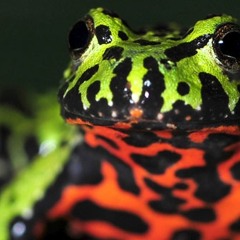 BIO DREAM!!!! D.A.T.A.-FT. MICHEL CRUZ.