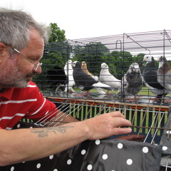 Pigeon Pete on BBC Nottingham 6th Aug 2013