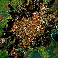 Boekesteyn & Hoorneboegse