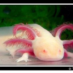 Jim's Now A Blind Cave Salamander(Version Orchestral) By B!g.T