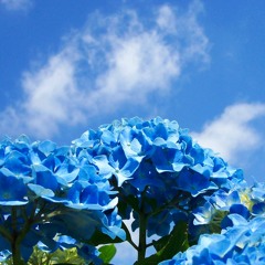 Cerulean Dreams