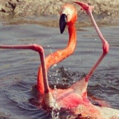 Sideways Flamingo Tango