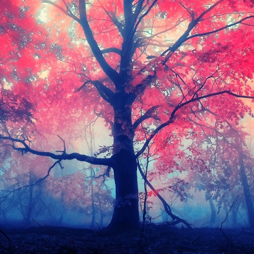 MAESTRO (Original Mix)