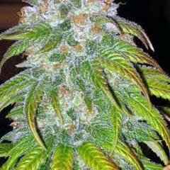 Nimotek - Bud Line [FREE DOWNLOAD]