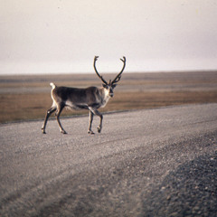 盧凱彤-你根本不是我的-Reverend Jonny Thunder Instrumental