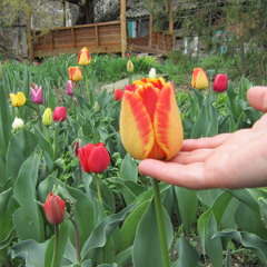 Псой Короленко. Слишком поздно