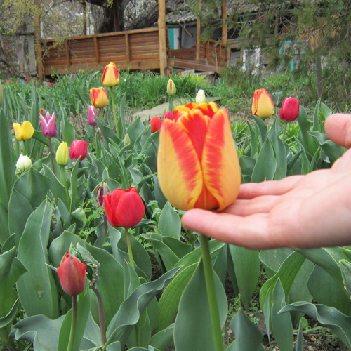 Псой Короленко. Слишком поздно