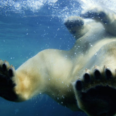 Ray Dog - The Prophet