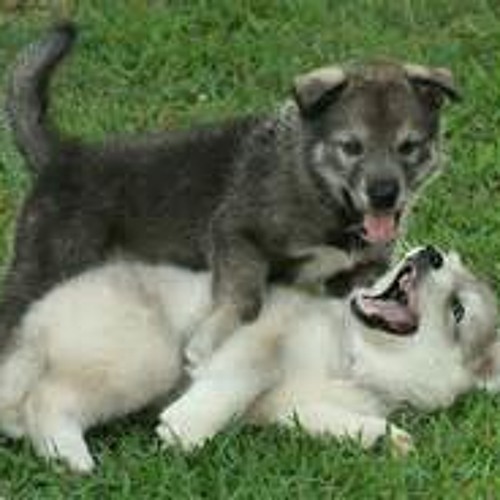 Pup's At Play