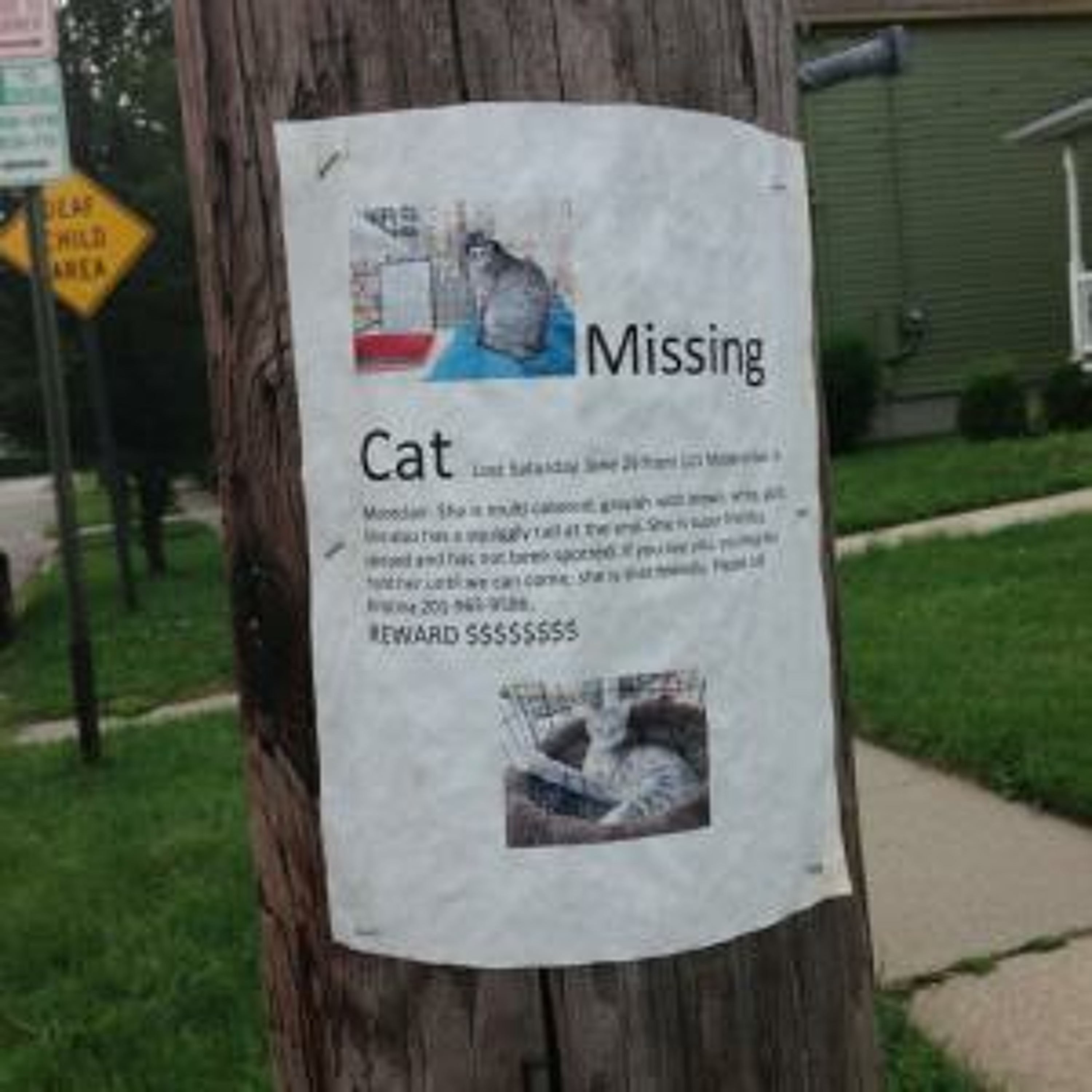 Missing Cat- Super Friendly episode artwork