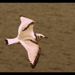 Dariush ft. Galoeda - Down bent