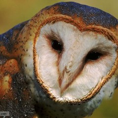 Chouette Playlist de Strigidae #15