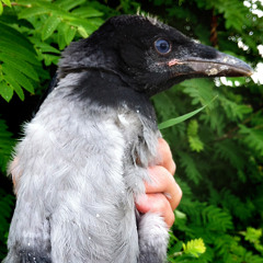 Tuomo Väänänen - Live - KTK V - Kuudes Linja 260713