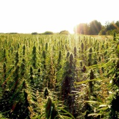 Crazy D, Gmoney, Niz & Ras Sterlin - Da Ganja.mp3