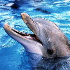 Kristaps Ritms - Dolphins