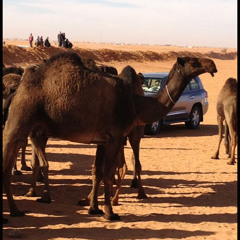 (منقية دبيان السبيعي(صالح اليامي
