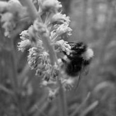 Court | Wannabe (clip)