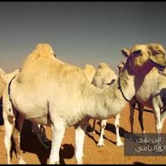 (منقية بن نهى (صالح اليامي