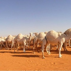 منقية صالح اليامي