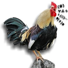 Flip Xpander - rise & shine  motherfuckers