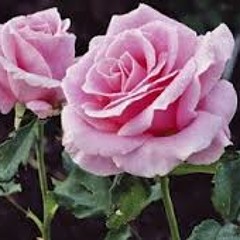 Iqbal Bahoo  اقبال باہو