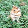 Humoresque/Quirky - Hamster Journey