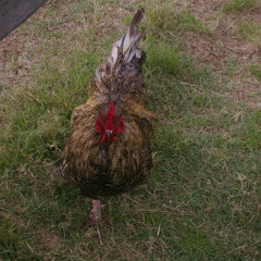 Banty Rooster Blues (collaboration with Idris Davies)