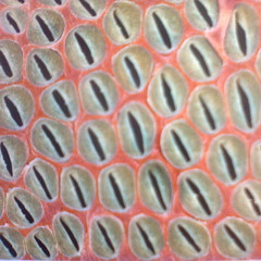 Luke Abott - Carrage (Kerogi Demo Rework)