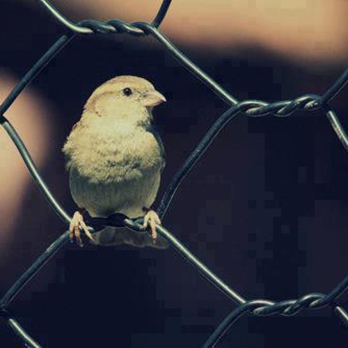 من يوقفُ حقداً أسودْ؟