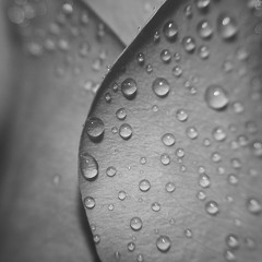 Window Skin (with intro version)