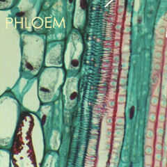 Phloem