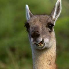 Beardyman - You Only Like What You Know