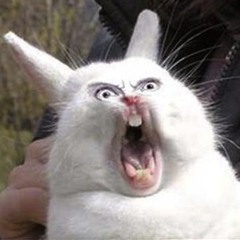 Rabbits Are Scary