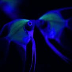 Aquarium fish