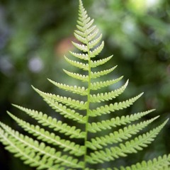 Nature Gone