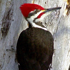Pajarito Grosero