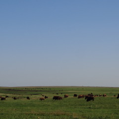 Buffalos in the tall-grass prairie in Oklahoma, growling, grunting, sniffing and eating some food