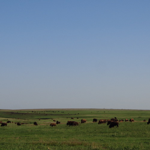 Buffalos in the tall-grass prairie in Oklahoma, growling, grunting, sniffing and eating some food