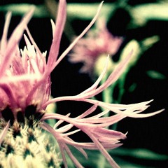 Someone to Love (Cover)