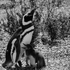 Cruel Dream / Жестокий сон