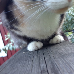 Sitting quietly listening to summer fleas jump of a small female cat