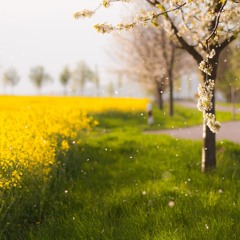 Gesta2 и Кино - Я посадил дерево