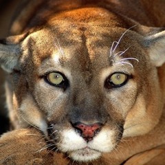 Felina (JBooms ZAT Remix 2013)DEMO