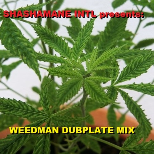 SHASHAMANE INTL - PRESENTS - WEEDMAN DUBPLATE MIX AUG 2K13