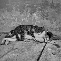 Fuck The Butterflies