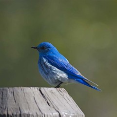 Av.i - Bluebird