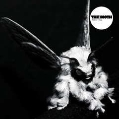 The Moth - Open Forrest