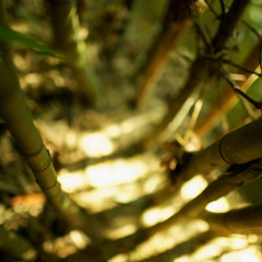 Fallen Feathers & Sunlight - Don't You See